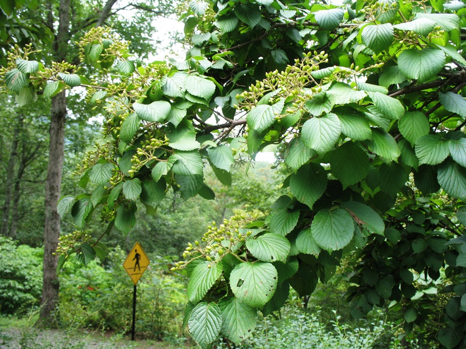 Online plant guide viburnum dilatatum asian beauty asian beauty